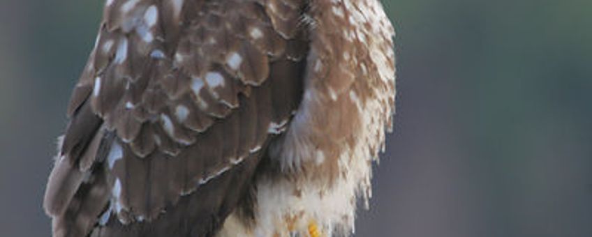 Buizerd Wikipedia Permission is granted to copy, distribute and/or modify this document under the terms of the GNU Free Documentation license, Version 1.2 or any later version published by the Free Software Foundation; with no Invariant Sections, no Front-Cover Texts, and no Back-Cover Texts. A copy of the license is included in the section entitled 