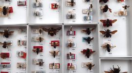 One of the type drawers from the Oxford Hymenoptera curator James Hogan
