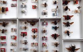 One of the type drawers from the Oxford Hymenoptera curator James Hogan