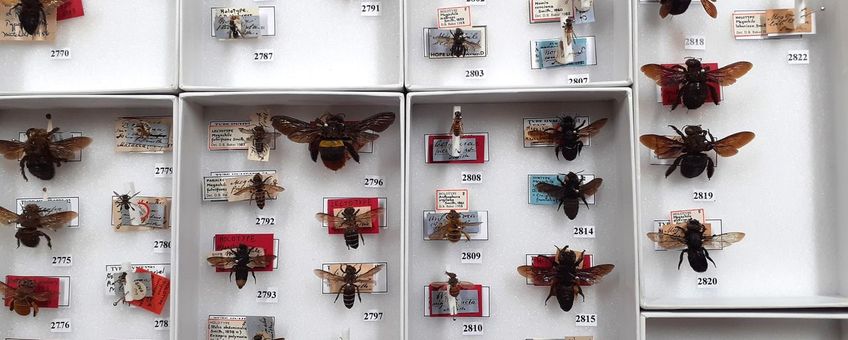One of the type drawers from the Oxford Hymenoptera curator James Hogan
