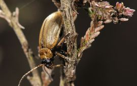 Jap Smits heidehaantje (Lochmaea suturalis)
