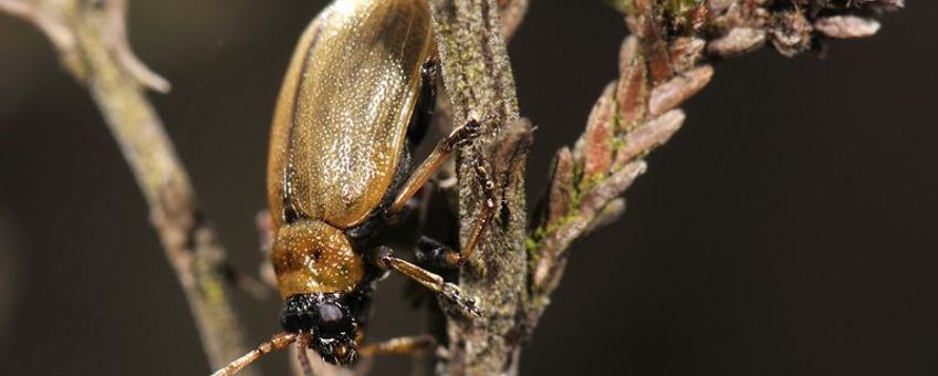 heidehaantje (Lochmaea suturalis)