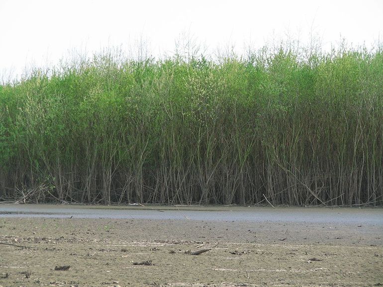 Na klei-, zand- of grindwinning kiemen op de achtergebleven kale bodem al snel duizenden bomen. Vaak zijn dit pioniersoorten, zoals wilg en zwarte populier