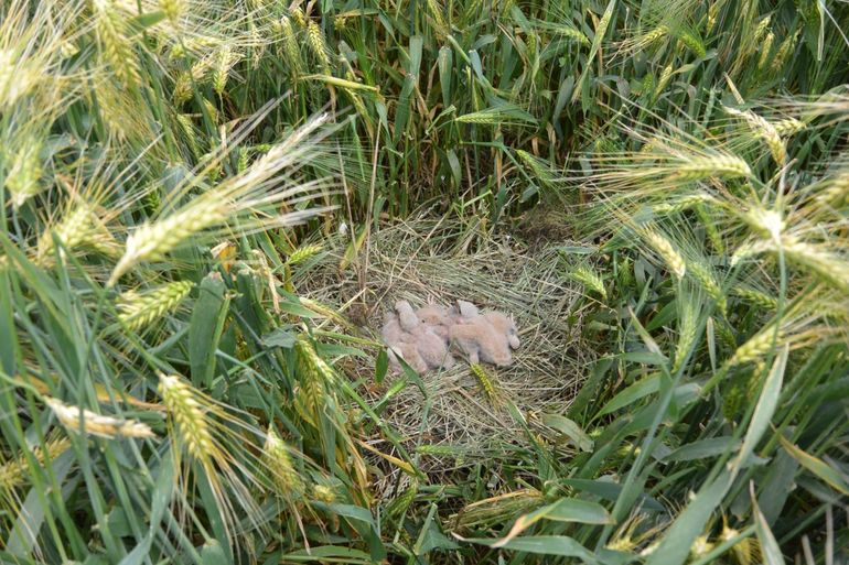 De vijf kuikens tijdens het plaatsen van de nestbescherming, 17 juni 2017