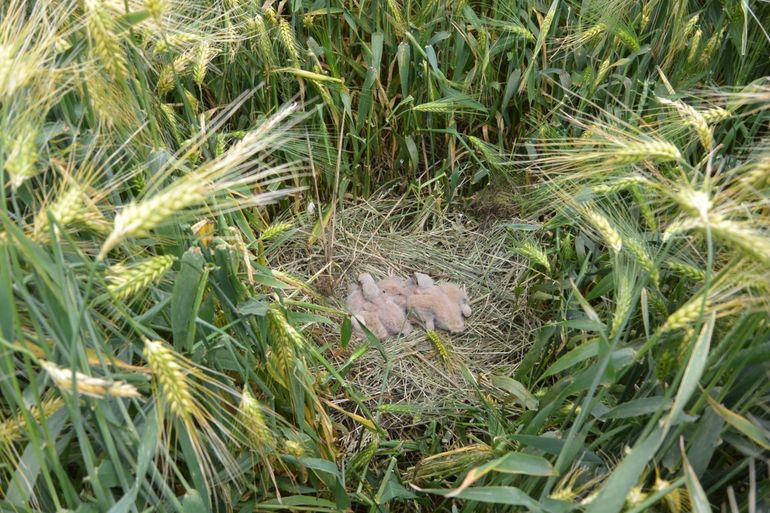 The nestlings at 17 June, when the fence was placed