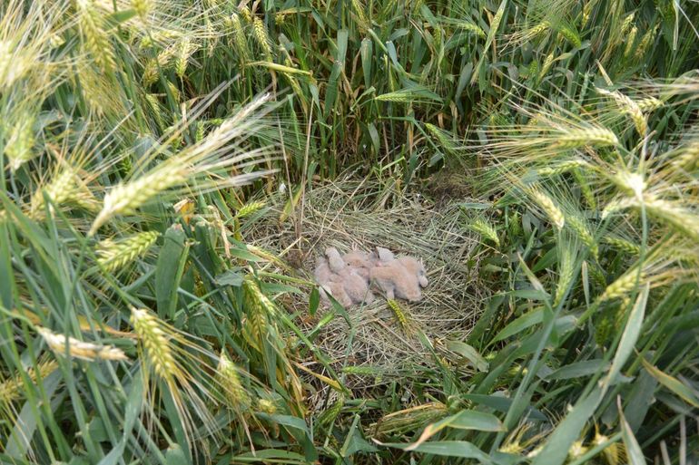 The nestlings at 17 June, when the fence was placed