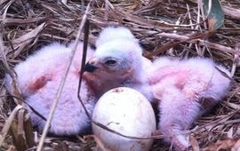 Ben Koks - EENMALIG GEBRUIK Werkgroep Grauwe Kiekendief Nestjongen grauwe kiekendief