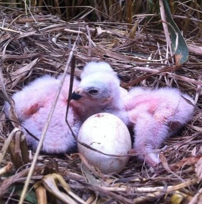 Het webcamnest tijdens het plaatsen van de beschermingskooi: drie kuikens, twee eieren