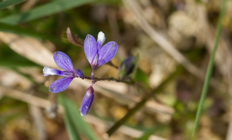 Duidelijke indicator voor herstel en nieuwe kansen: de liggende vleugeltjesbloem is in De Malpie gezien!