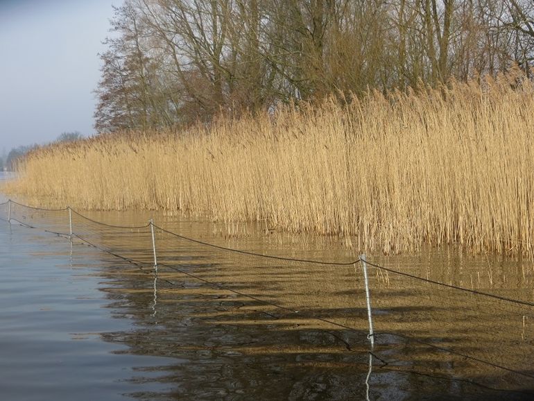 Ganzen eten riet en vormen een directe bedreiging voor het leefgebied van de grote karekiet. Afrasteren van het riet is dus noodzakelijk