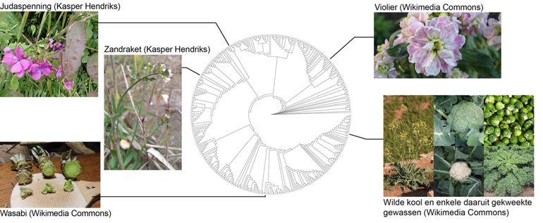 Nieuwe reconstructie van de stamboom van het leven (‘fylogenie’) van de kruisbloemenfamilie. Honderden verschillende soorten zijn weergegeven als ‘takken’ aan de buitenzijde van de cirkel. De kruisbloemenfamilie bevat tientallen bekende en belangrijke soorten, waarvan een selectie is uitgelicht. Als je de takken naar binnen volgt, kom je langs de (inmiddels uitgestorven) gemeenschappelijke voorouders van de verschillende soorten. Op deze manier leert de stamboom ons wat de verwantschappen tussen de nog levende soorten zijn. In het hart van de cirkel bevindt zich de gemeenschappelijke oer-voorouder van de kruisbloemenfamilie