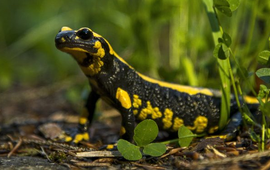 Vuursalamander