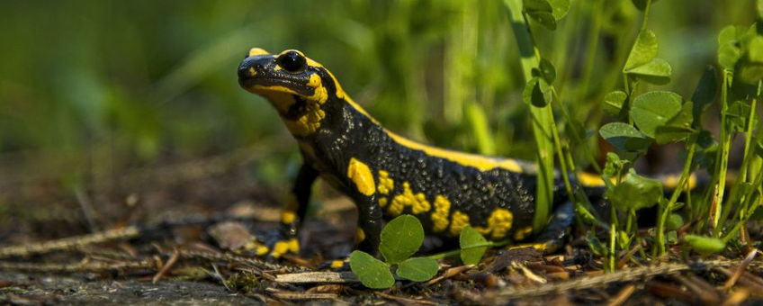 Vuursalamander