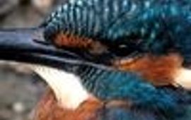 fransen ijsvogel klein
