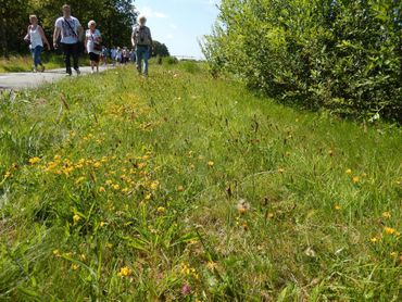 Een bloemrijke berm is goed voor de biodiversiteit, maar ook veel mensen genieten ervan