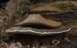 Ganoderma lipsiense, Platte tonderzwam