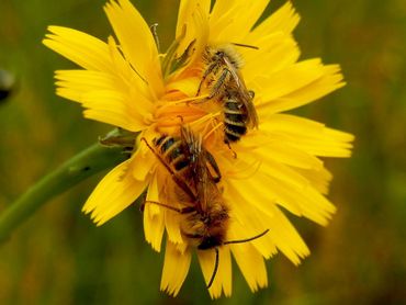 Van de 80 wilde bijensoorten in de AWD wordt voor 65 een achteruitgang voorzien door te hoge dichtheid damherten