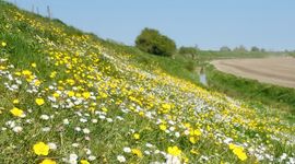 Zonnemairsedijk in Zeeland
