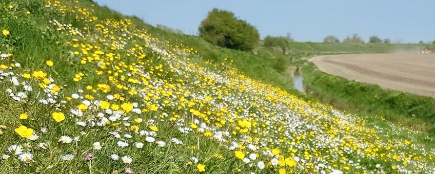 Zonnemairsedijk in Zeeland