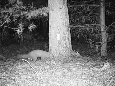 Boommarter vastgelegd met wildcamera in De Malpie. Wildcamera voor project ‘Warm welkom voor de wilde kat’, in opdracht van ARK Rewilding Nederland