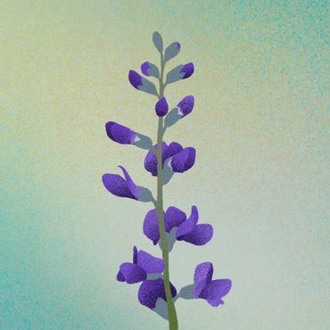 Wilde Indigo (Baptisia tinctoria)