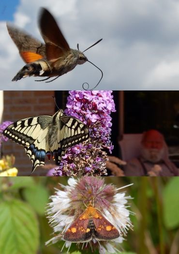 Kolibrievlinder (boven), koninginnenpage (midden) en muntvlindertje (onder)