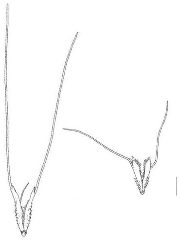 Aartjes van Baardgras (Polypogon monspeliensis) links en 'Zeebaardgras' (Polypogon maritimus) rechts