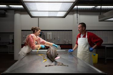 Bioloog Lonneke IJsseldijk en sectiezaalmedewerker Darryl Leydekkers van Universiteit Utrecht onderzoeken een van de gestrande bruinvissen