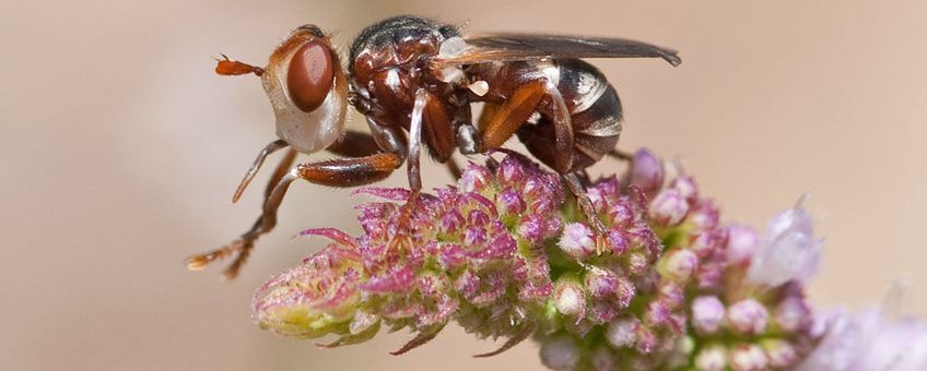 Het heideblaaskaakje, de enige soort die in de zomer vliegt op heideterreinen en om die reden vermoedelijk parasiteert op de heidezandbij.