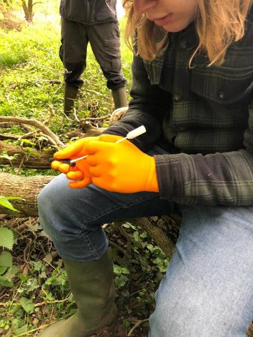 Een DNA-monster wordt afgenomen door biologiestudent Sam. Wat huidslijm wordt verzameld met een soort wattenstaafje en daarna wordt de alpenwatersalamander direct weer teruggezet in de vijver