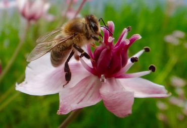 Honingbij op zwanenbloem