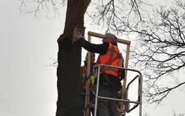provincie Overijssel Gedeputeerde Ten Bolscher hangt nestkastje op