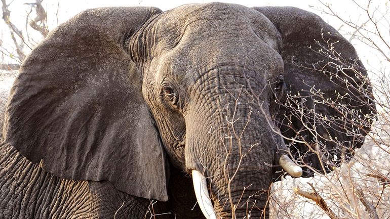 Savanneolifant close-up