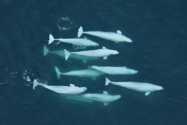 Beluga whales