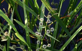 Sparganium erectum, Grote egelskop