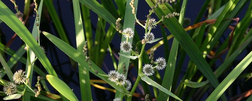 Sparganium erectum, Grote egelskop