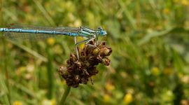 Blauwe breedscheenjuffer - primair