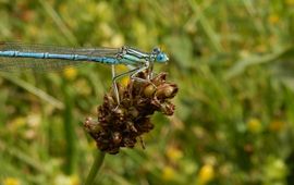 Blauwe breedscheenjuffer - primair