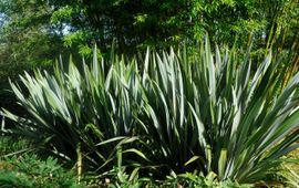 Nieuwzeelands vlas in de tuin