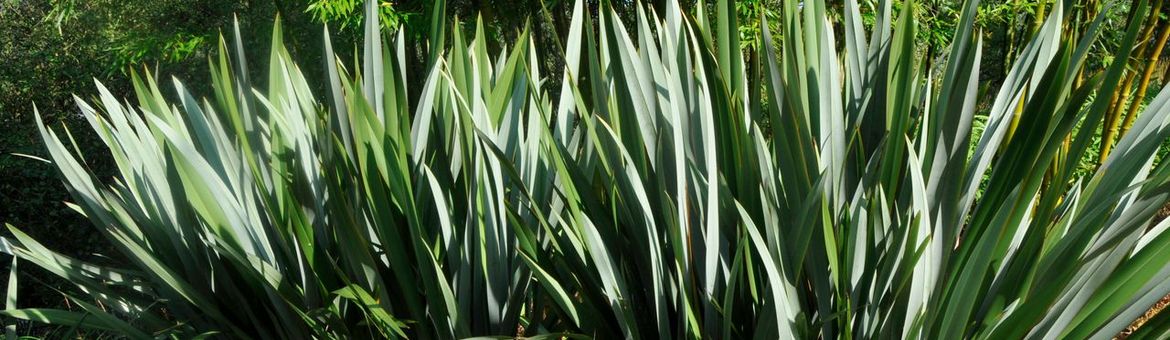 Nieuwzeelands vlas in de tuin