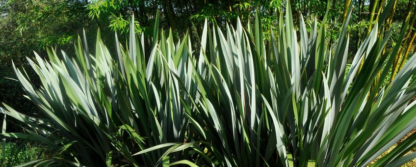 Nieuwzeelands vlas in de tuin