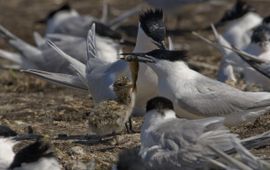 Sterna sandvicensis. Grote stern