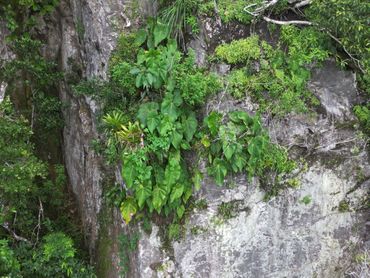 The rocky inner slopes of the Quill harbour rich vegetation