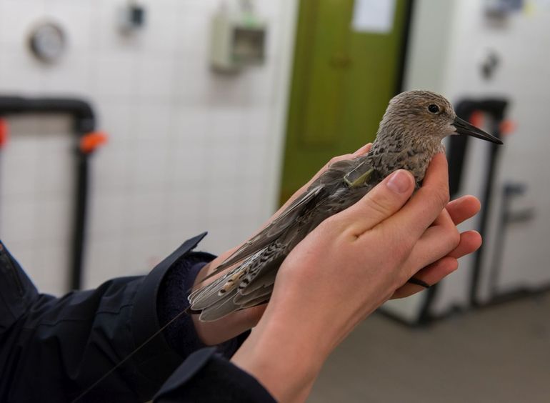 Paula met microzender met zonnepaneeltje en antenne (linksonder bij de mouw)