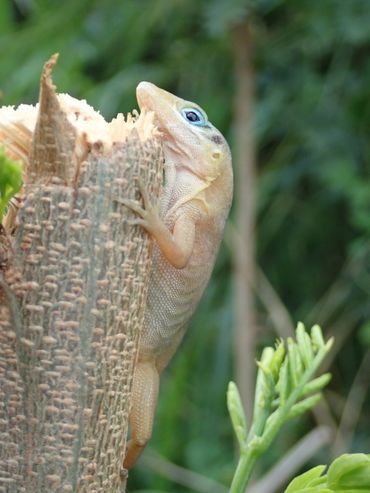 Bearded anole