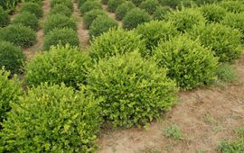 Creative Commons Buxus
