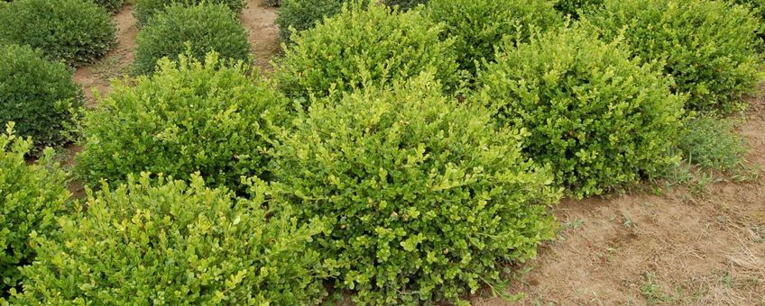 Buxus