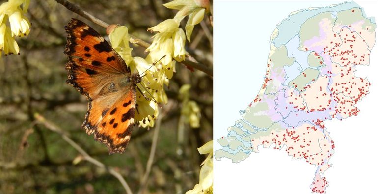 De waarnemingen van de grote vos in 2026, tot begin maart