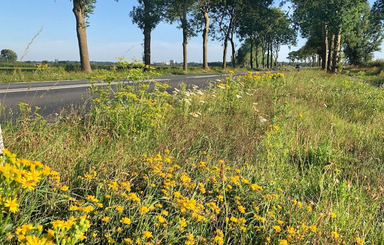 Een typische Groninger berm