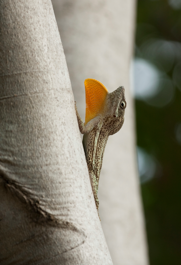 Anolis gingivinus